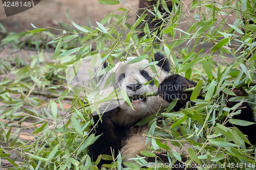 Image of Giant panda eating bamboo