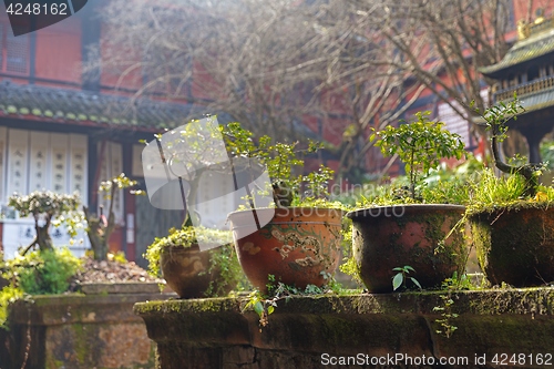 Image of Bonsai tree in chinese garden