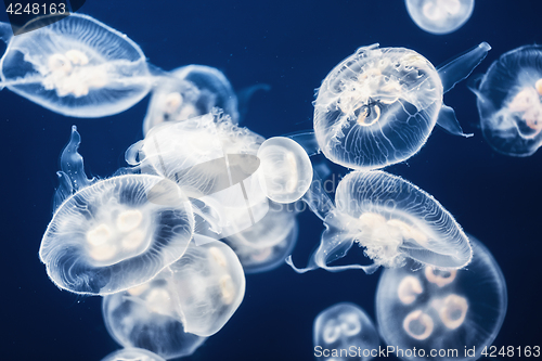 Image of Large amount of jelly fish floating in water