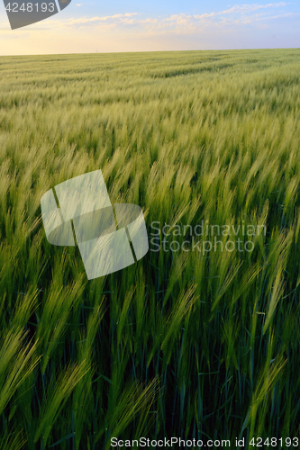 Image of Sunset over green rye field