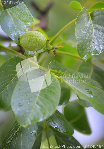 Image of Unripe walnut and walnut tree (Juglans regia) 