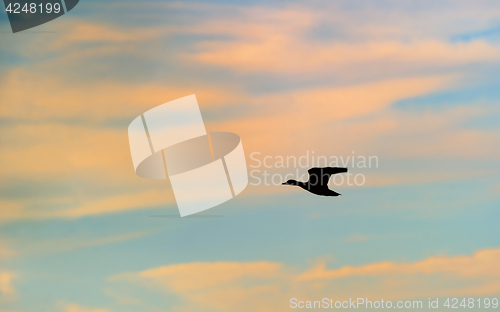 Image of Silhouette of mallard duck 