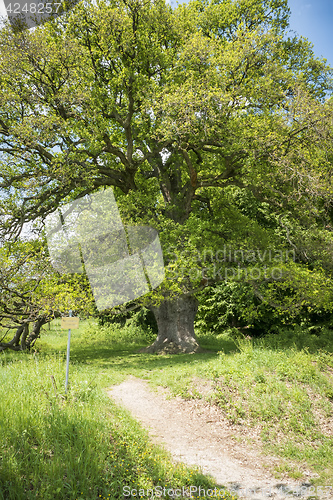 Image of Oak Sulzeiche