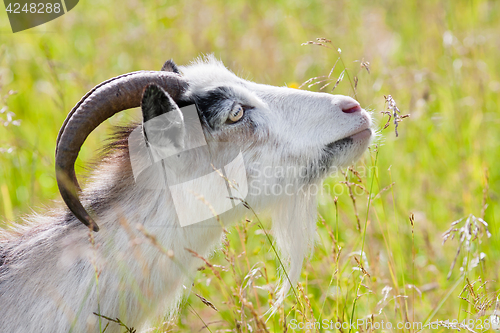 Image of goat