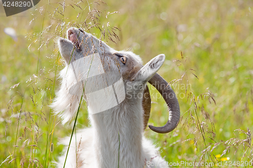 Image of white goat