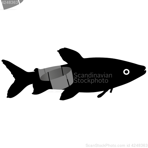 Image of Black silhouette of aquarium fish on white background