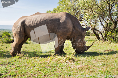 Image of rhino grazing in savannah at africa