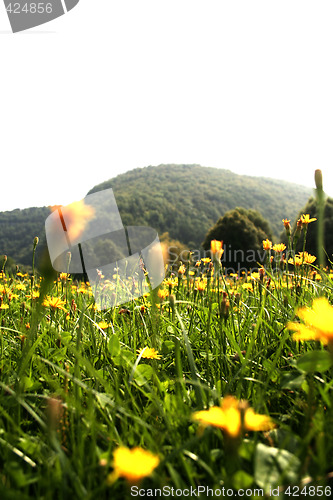 Image of Flowers landscape