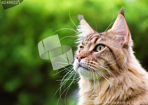 Image of Maine Coon on grass in garden