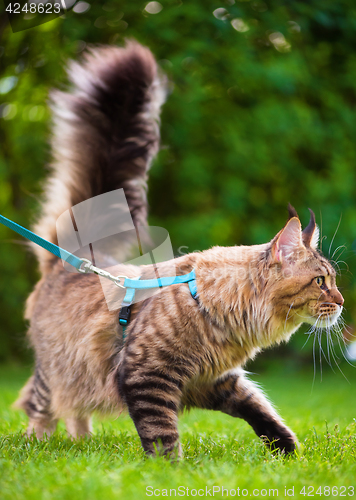 Image of Maine Coon on grass in garden