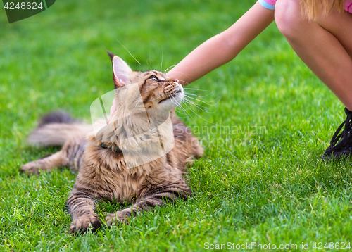 Image of Maine Coon on grass in garden