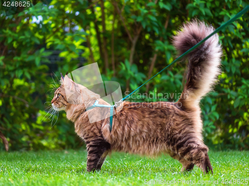 Image of Maine Coon on grass in garden