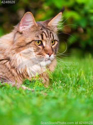 Image of Maine Coon on grass in garden