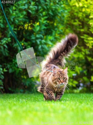 Image of Maine Coon on grass in garden