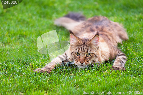 Image of Maine Coon on grass in garden