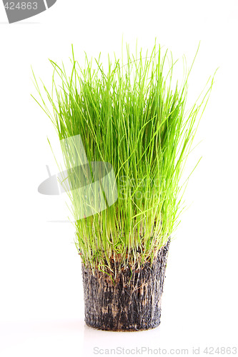 Image of Grass