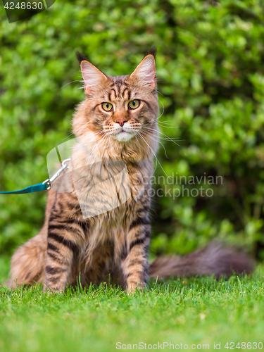 Image of Maine Coon on grass in garden