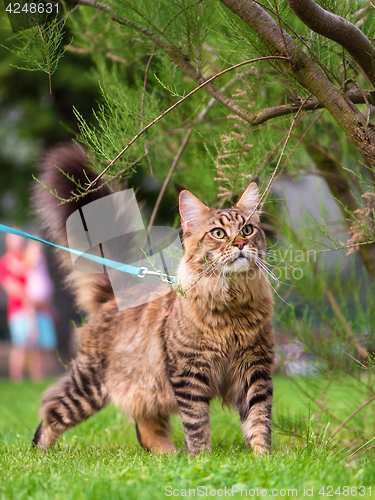 Image of Maine Coon on grass in garden