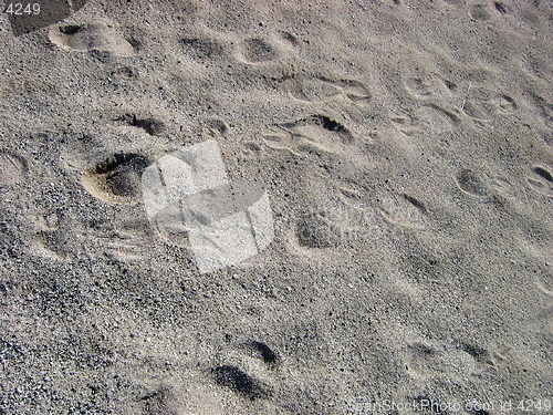 Image of Footprints in the sand