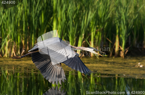 Image of Blue heron flight