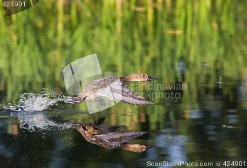 Image of Taking flight