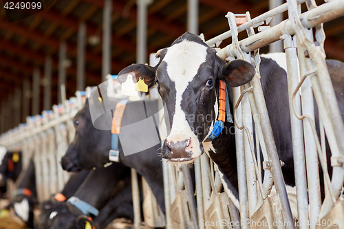 Image of herd of cows in cowshed on dairy farm