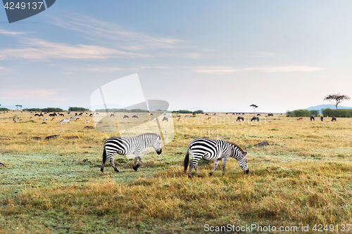 Image of zebras and other animals in savannah at africa