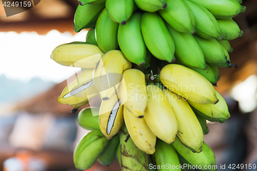 Image of close up of green bananas at street market