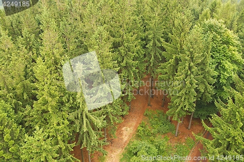 Image of Forest hiking path