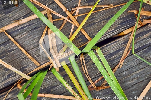 Image of Plant and wood background