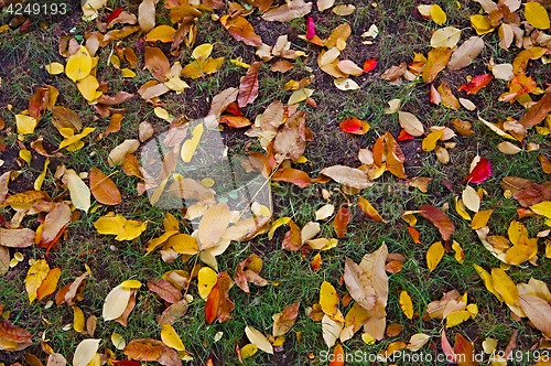 Image of Fallen leaves on grass