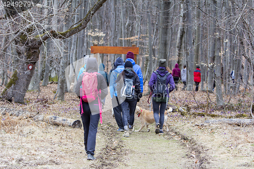 Image of Group of young hikers  walking along the forest road