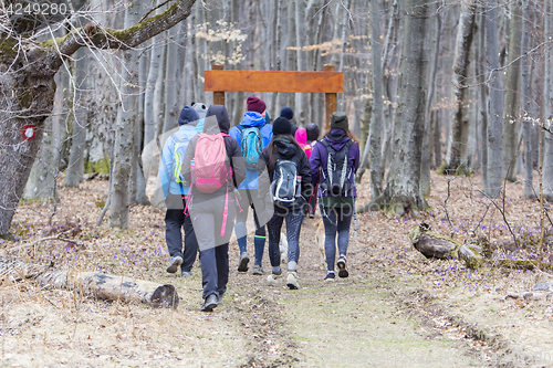 Image of Group of young hikers  walking along the forest road