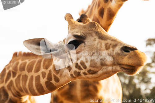 Image of close up of giraffes in africa