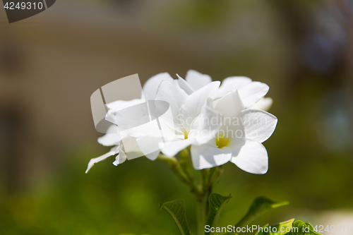 Image of plumeria or frangipani exotic flower outdoors
