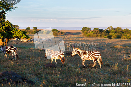 Image of herd of zebras grazing in savannah at africa