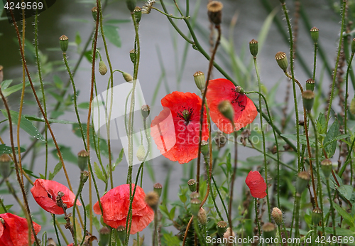 Image of Beautiful red poppies 
