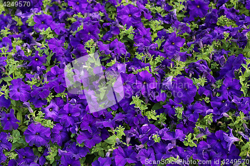 Image of Flowers of bright petunia