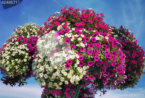 Image of Flowers of bright petunia