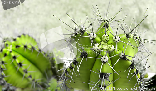 Image of cactus with big sharp needles