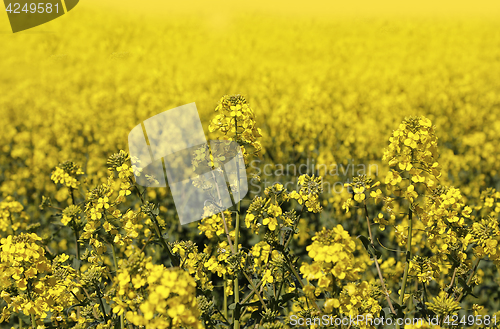 Image of Field of flowers winter cress