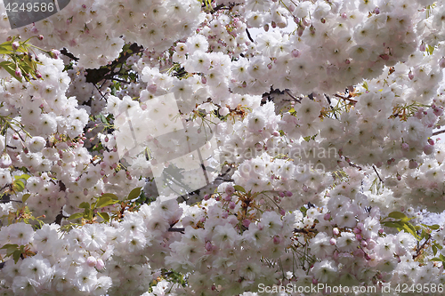 Image of Branches of blooming spring tree 