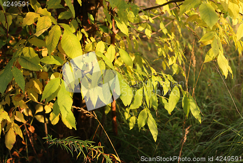 Image of Autumn tree branches