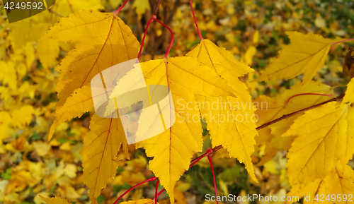 Image of Bright yellow foliage of autumn tree