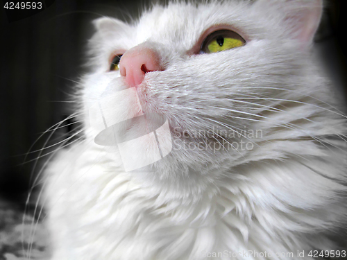 Image of Portrait of a white cat with green eyes looking up