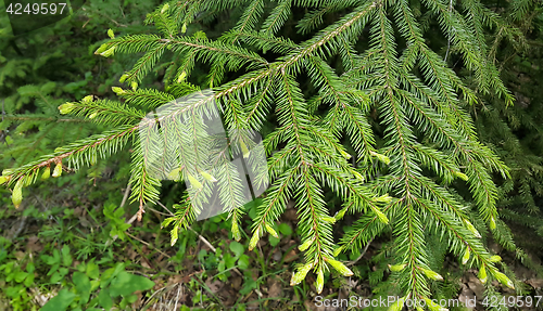 Image of Branch of coniferous tree