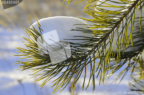 Image of Pine branch covered with snow