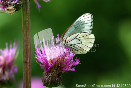 Image of Black-veined White butterfly (Aporia crataegi)