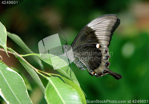 Image of Beautiful elegant butterfly 