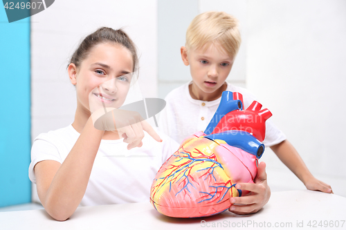 Image of Children watch a model of the human heart